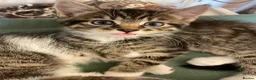 Domestic Shorthair cats for sale: beautiful male kitten for sale - Advert 2