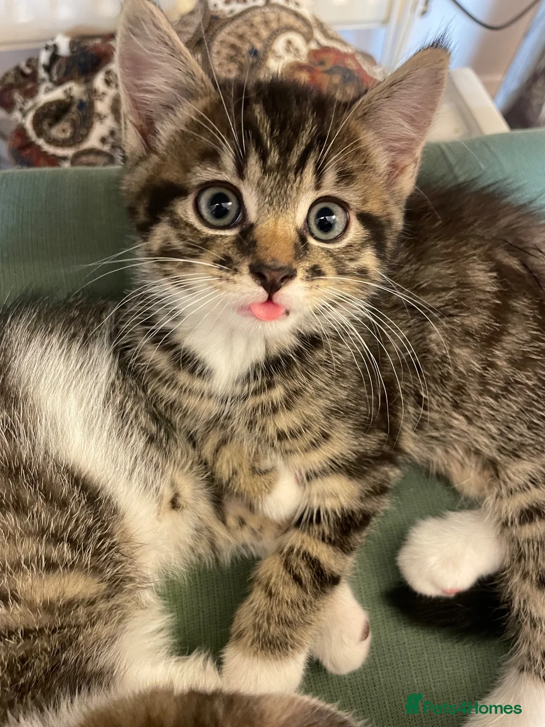 Domestic Shorthair cats for sale: beautiful male kitten for sale - Advert 2