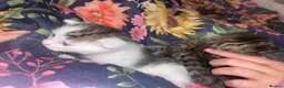Mixed Breed cats for sale: Kittens  - Advert 10