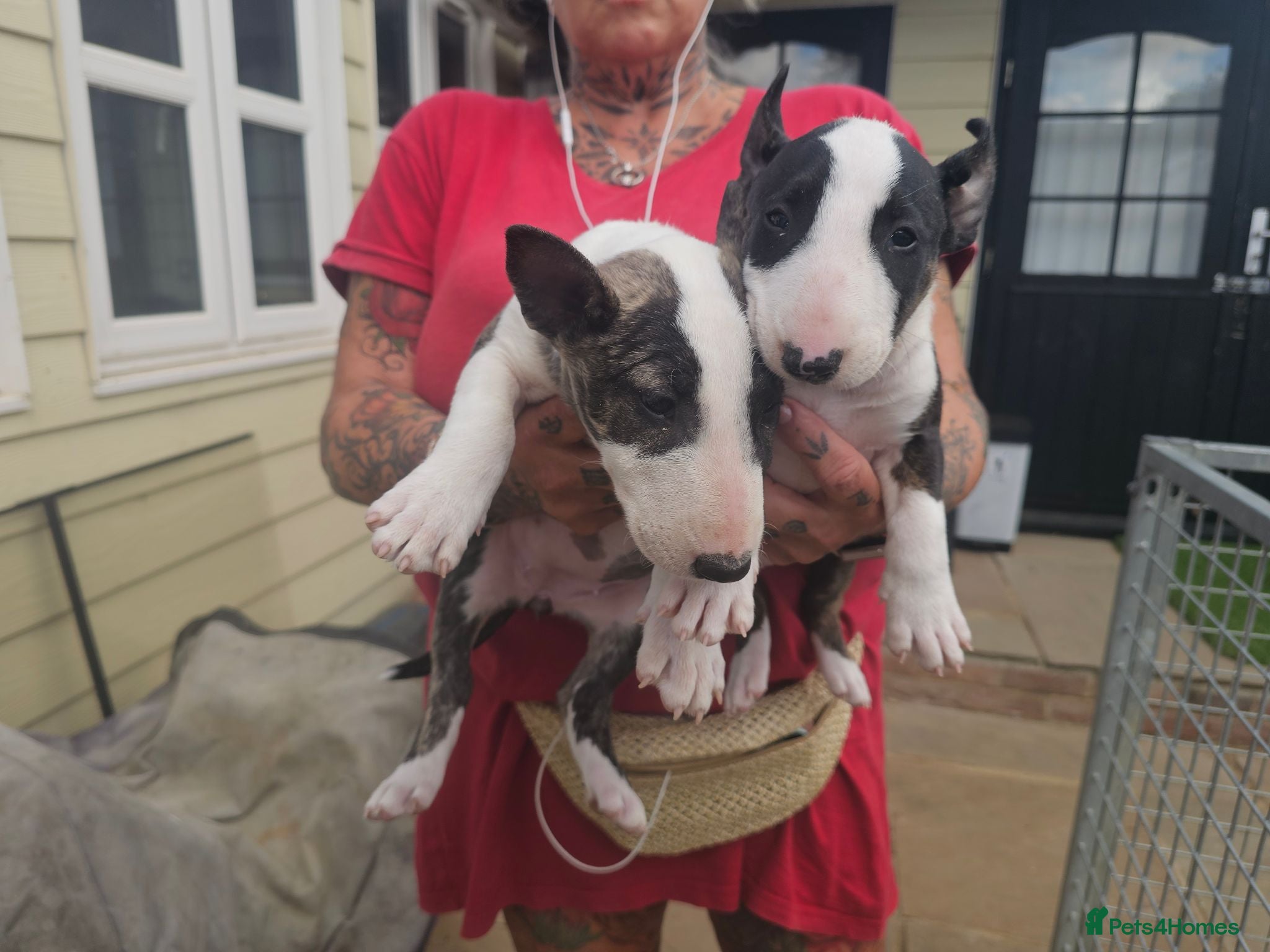 English Bull Terrier dogs English bullterrier pups for sale - Advert 2