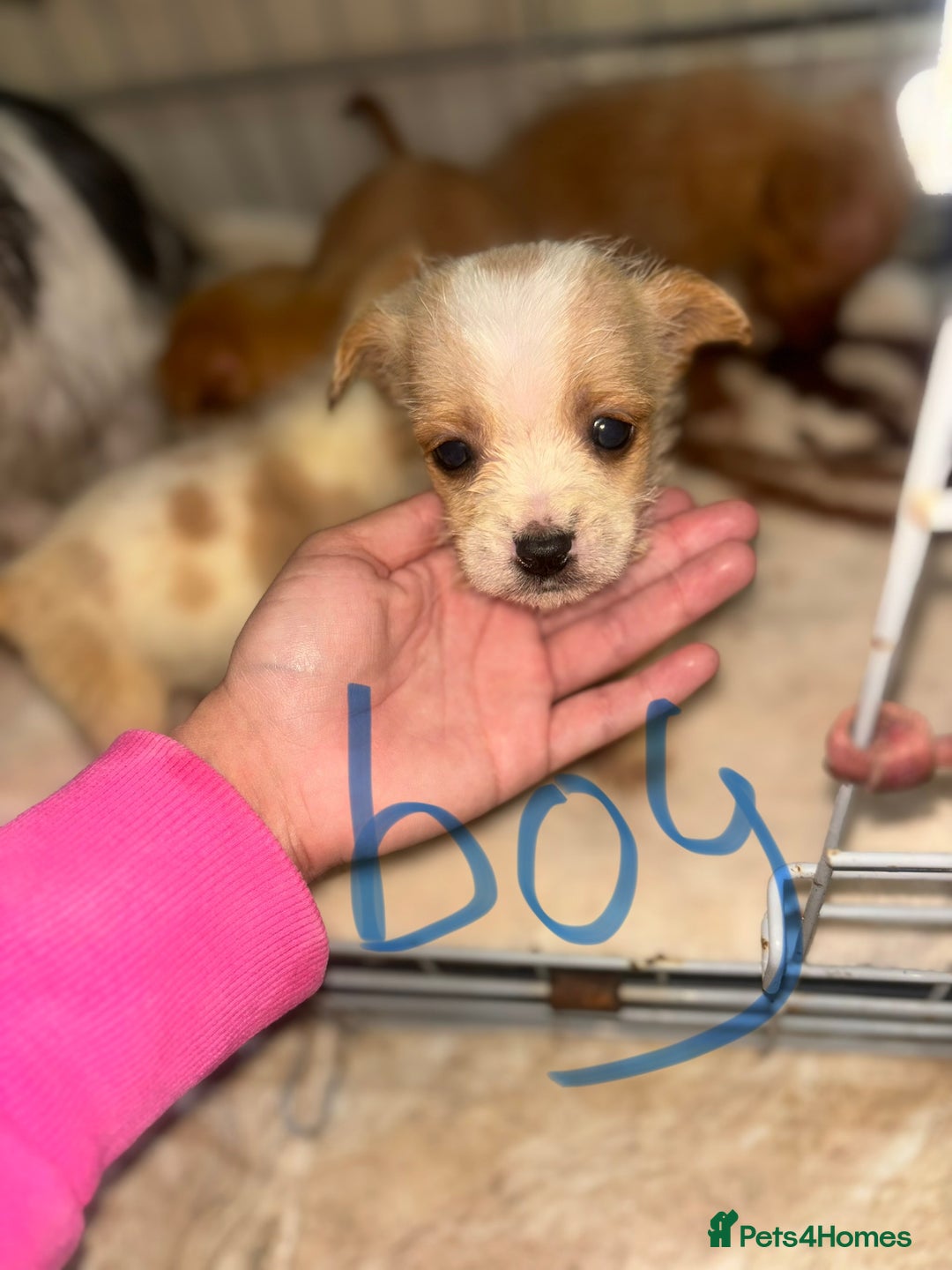 Mixed Breed dogs for sale: Jack Russell X biewer pups - Advert 10