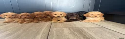 Cockapoo dogs for sale: Cockapoo pups ready now  - Advert 2