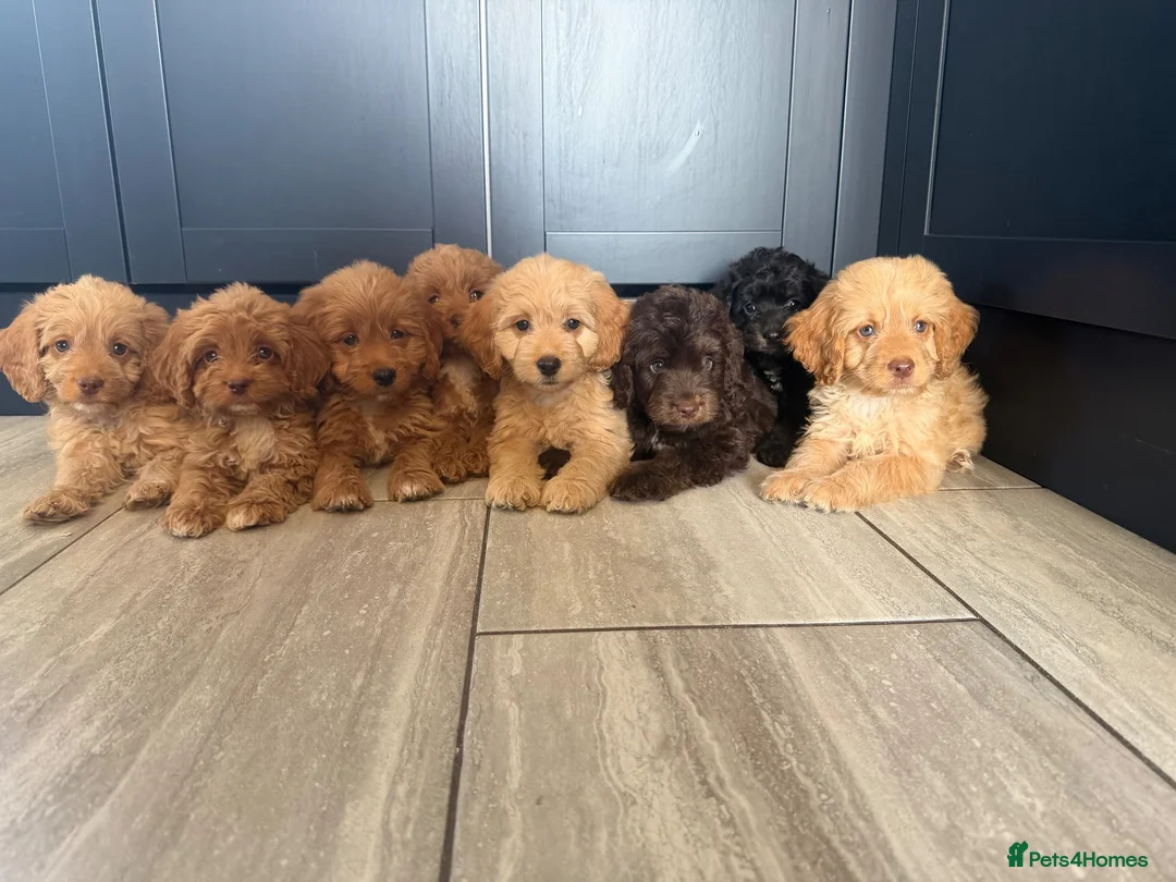 Cockapoo dogs for sale: Cockapoo pups ready now  - Advert 2