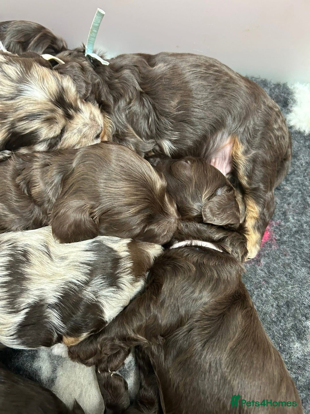 Cockapoo dogs for sale: F1 Chocolate Cockapoos - Advert 3