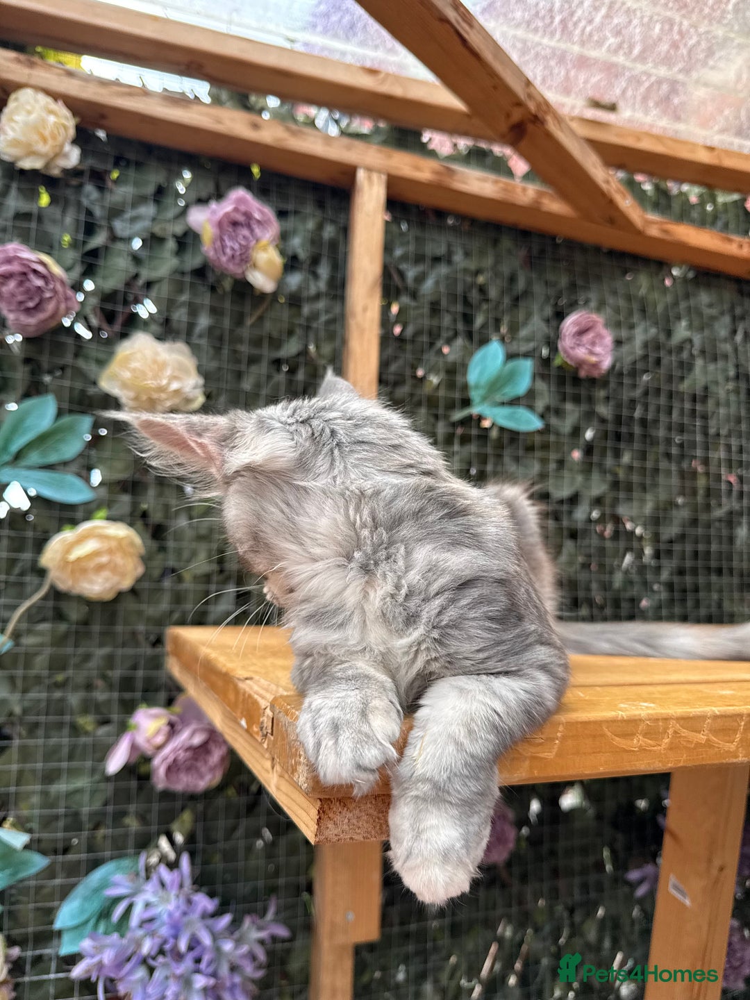 Maine Coon cats for sale: Russian bloodline Maine Coon Kittens 20+Gen! 🏆 - Image 13