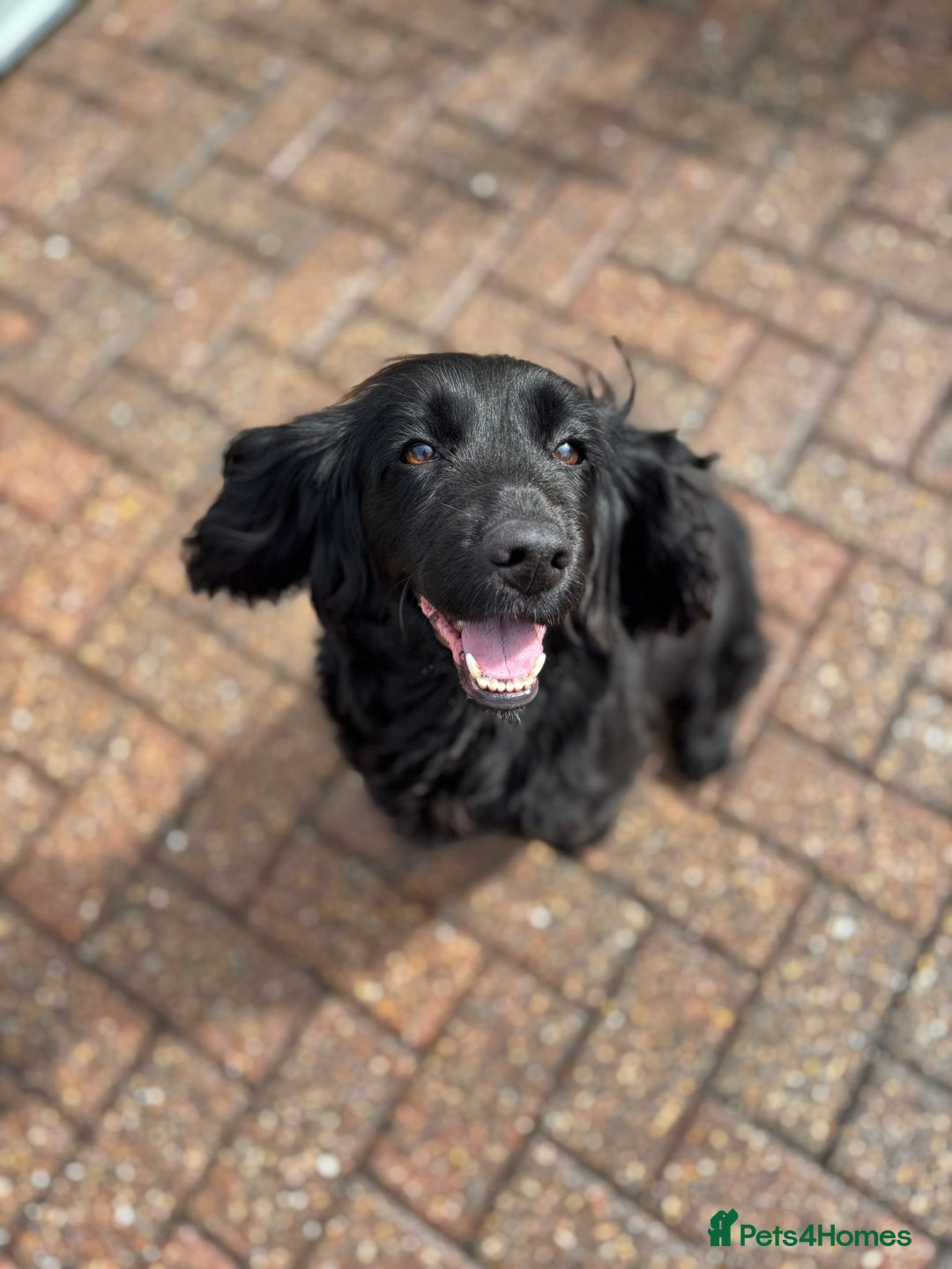 Cocker Spaniel dogs for sale: Brockwell Gundogs Adult Female Cockers - Image 3