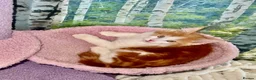 Maine Coon cats for sale: Stunning MaineCoon Kittens–Champion Bloodline - Advert 3