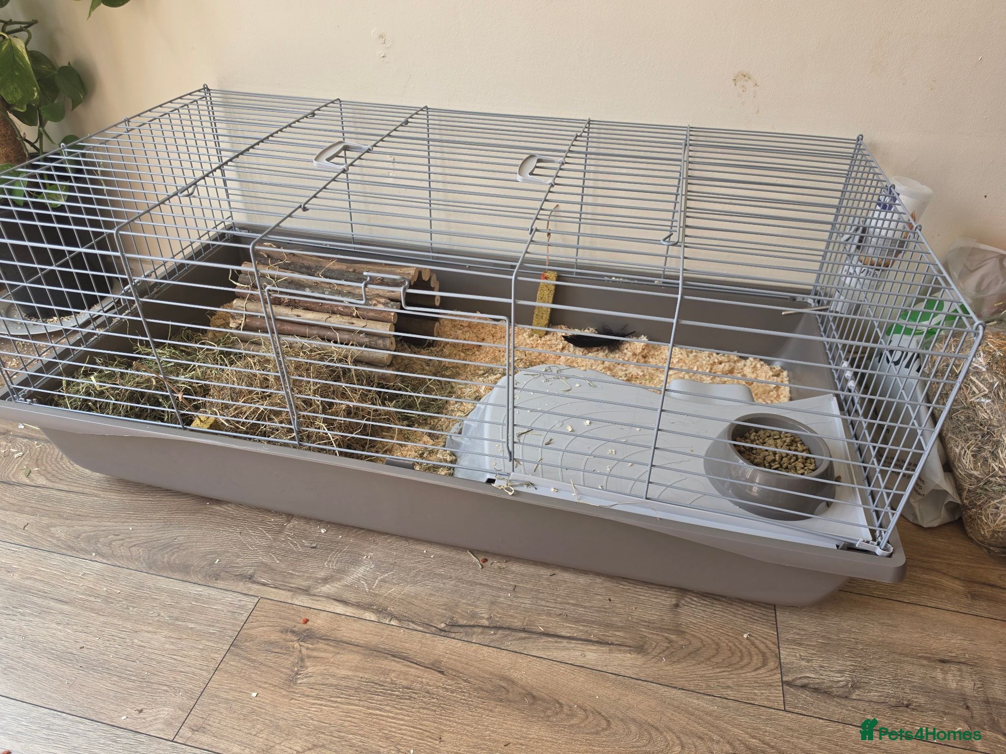 Guinea Pig rodents 2 Male Guinea Pigs - Advert 4