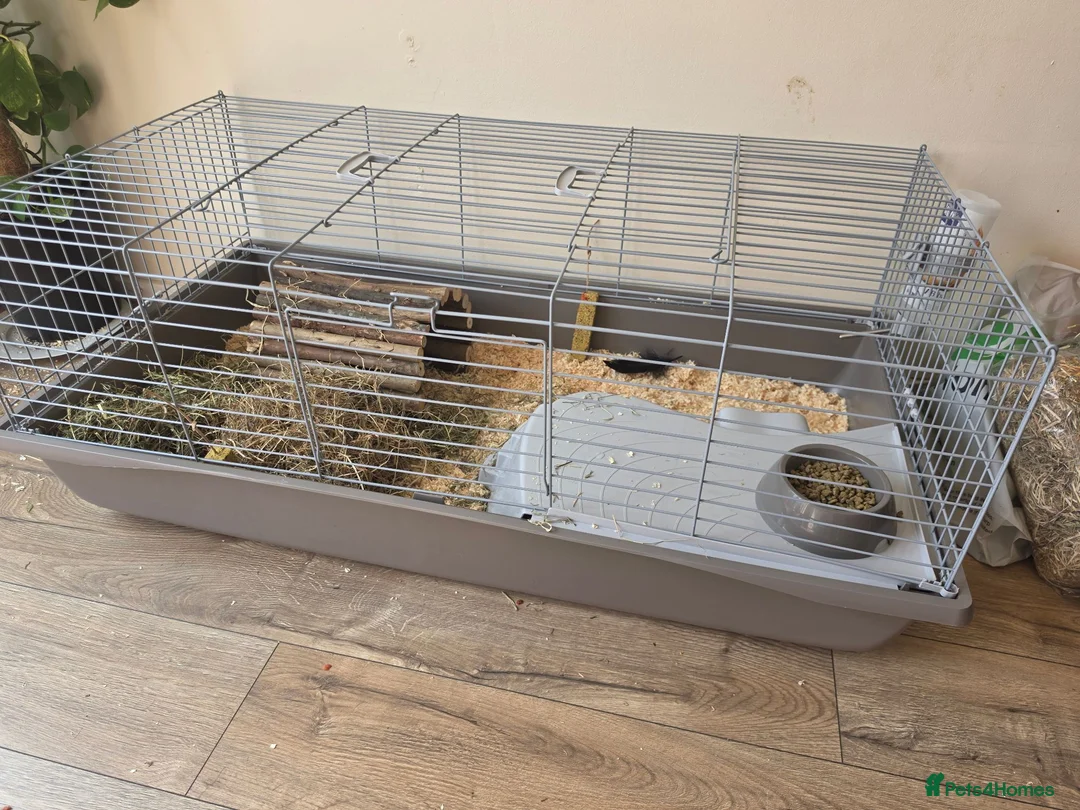 Guinea Pig rodents for sale: 2 Male Guinea Pigs in Bedford - Advert 1