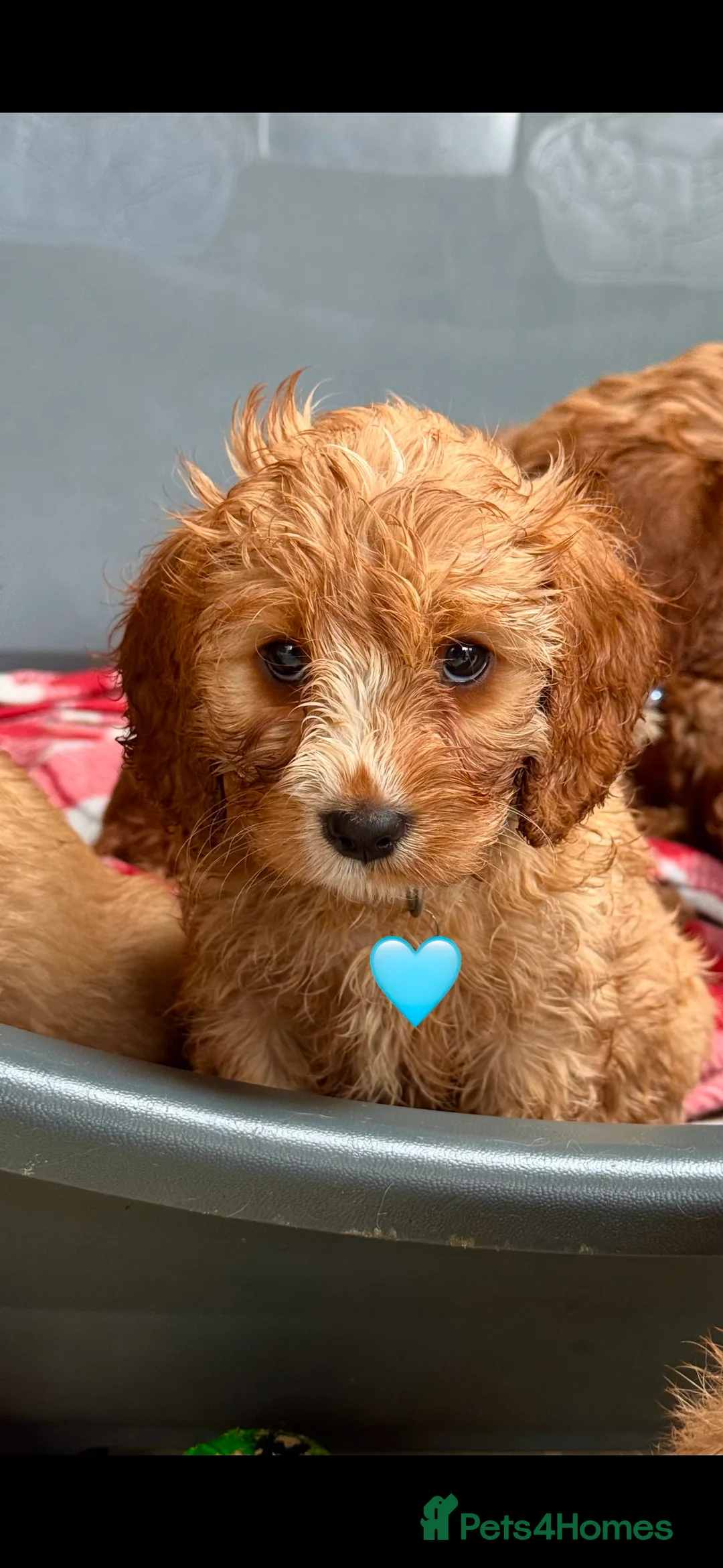 Cavapoo dogs for sale: Cavapoo Puppies (F1) -Perfect Family Companions - Advert 12