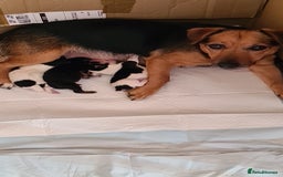 Jack Russell dogs for sale: Jack Russell Terriers  - Image 5