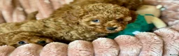Cavapoo dogs for sale: Adorable teddy bear toy cavapoo  - Advert 32