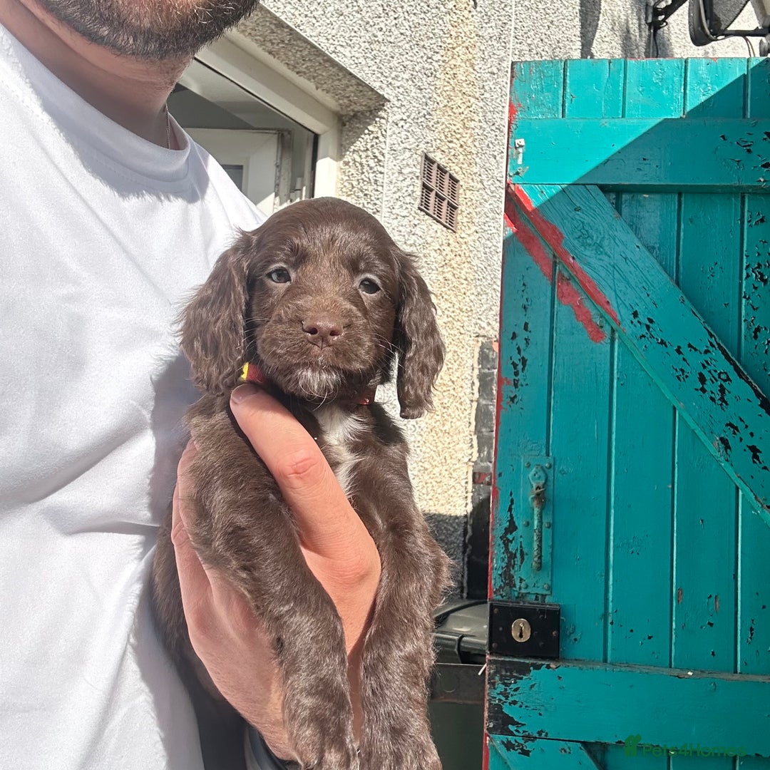 Cockapoo dogs for sale: 🌟 Stunning Cockapoo puppies  🌟  - Image 3