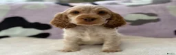 Cocker Spaniel dogs for sale: KC Reg Show Cocker Spaniel Girl READY NOW - Advert 3