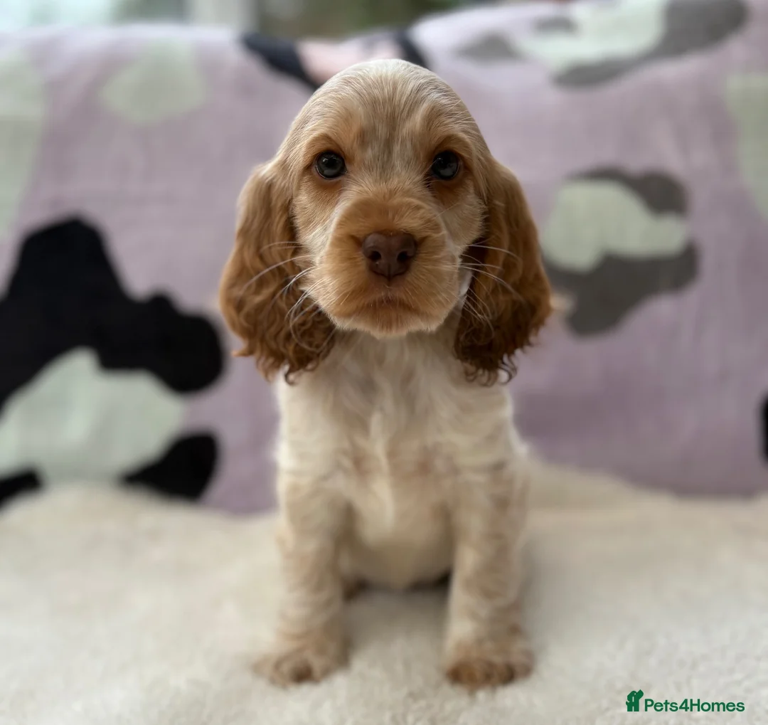 Cocker Spaniel dogs for sale: KC Reg Show Cocker Spaniel Girl READY NOW - Advert 12