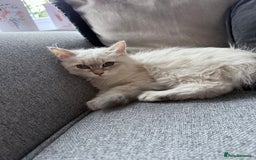 Siberian cats for sale: Beautiful Siberian Neva Masquerade Kitten - Image 4