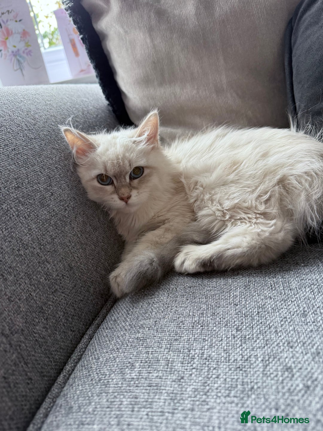 Siberian cats for sale: Beautiful Siberian Neva Masquerade Kitten - Image 4