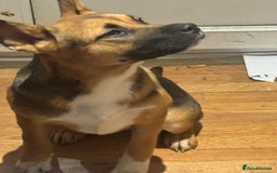 Mixed Breed dogs for sale: Need forever home ❤️ - Image 4