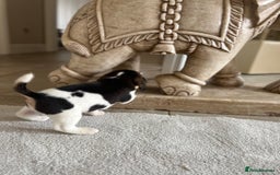 Beagle dogs for sale: Davicard/duffosee beagles - Image 21