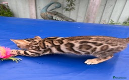 Keetso cats for sale: Rare curled eared rosetted keetso male  - Advert 29