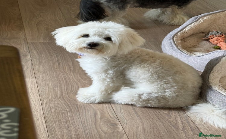 Bichon Frise dogs - Advert 1