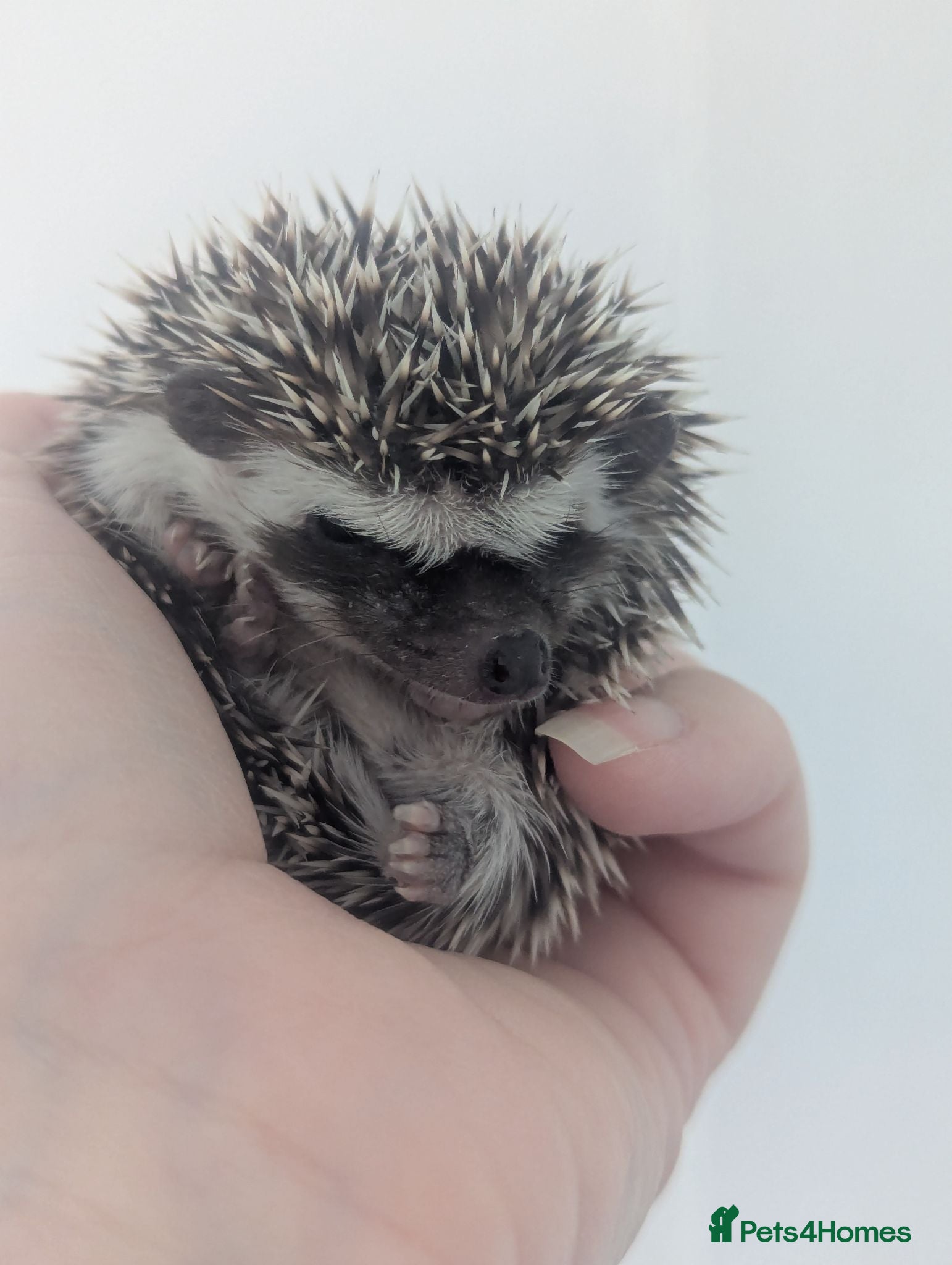 Pygmy Hedgehog rodents Beautiful Little Hoglets Ready to Reserve Now - Advert 2