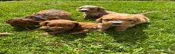 Cockapoo dogs for sale: Beautiful F1 cockerpoo puppies  - Advert 2