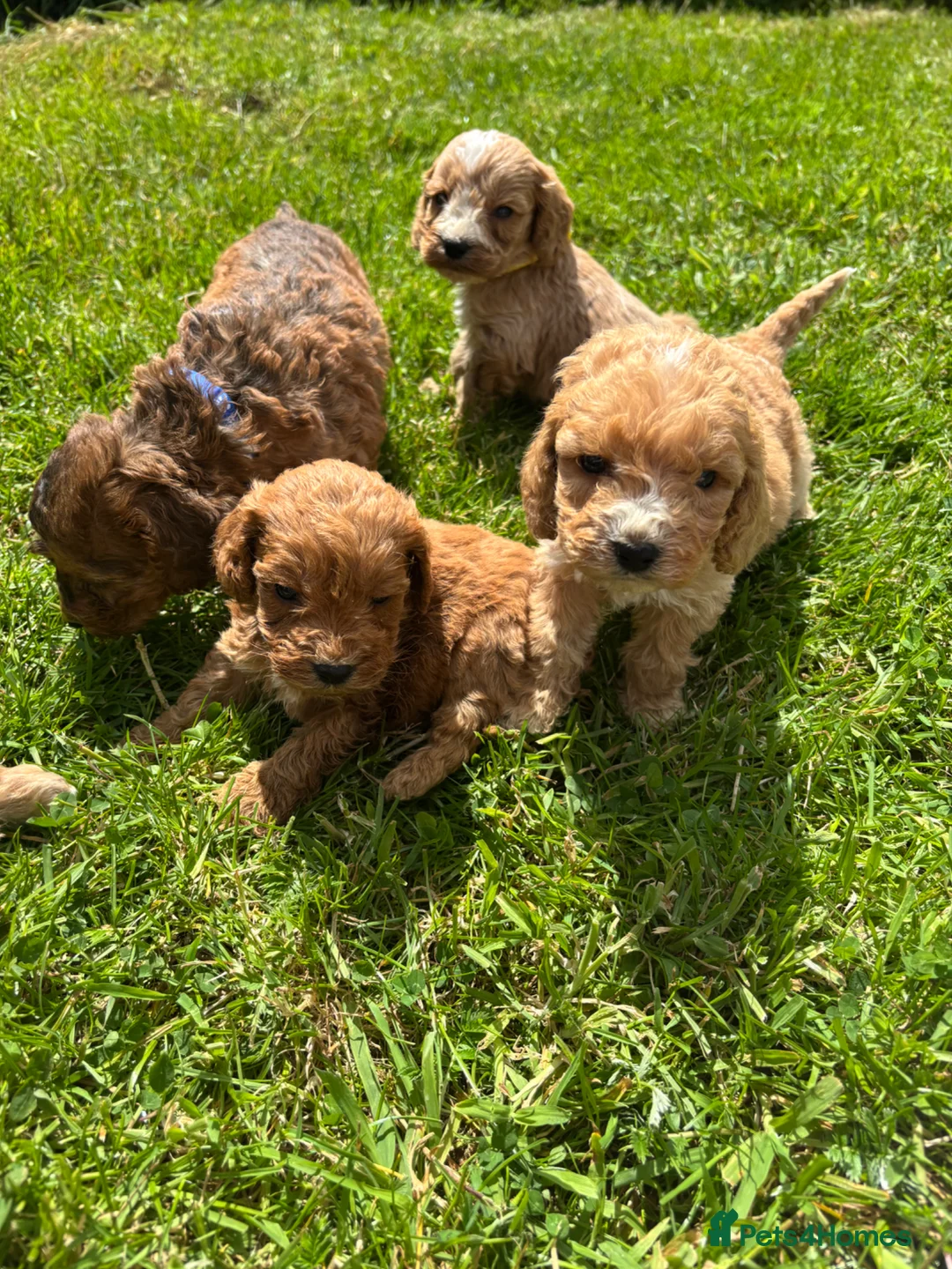 Cockapoo dogs for sale: Beautiful F1 cockerpoo puppies  - Advert 2