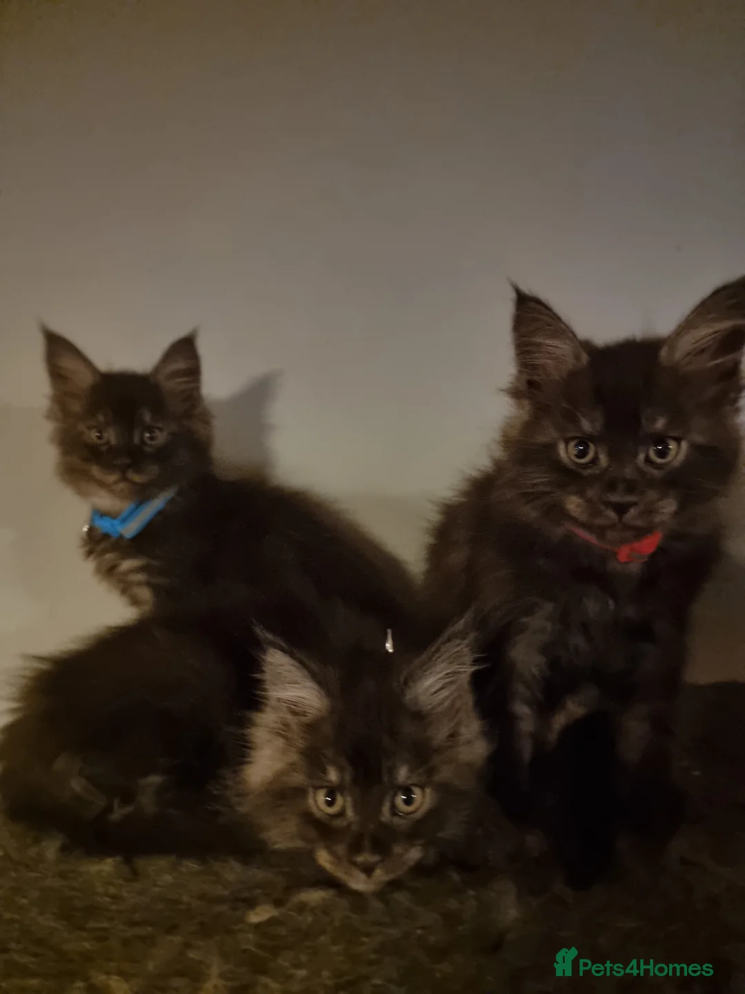 Maine Coon cats for sale: 3 Beautiful Maine Coon Boys - Advert 7