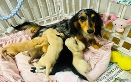Miniature Dachshund dogs for sale: KC Cream long haired miniature dachshund puppies - Image 15