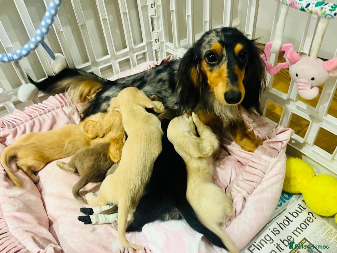 Miniature Dachshund dogs for sale: KC Cream long haired miniature dachshund puppies - Image 15