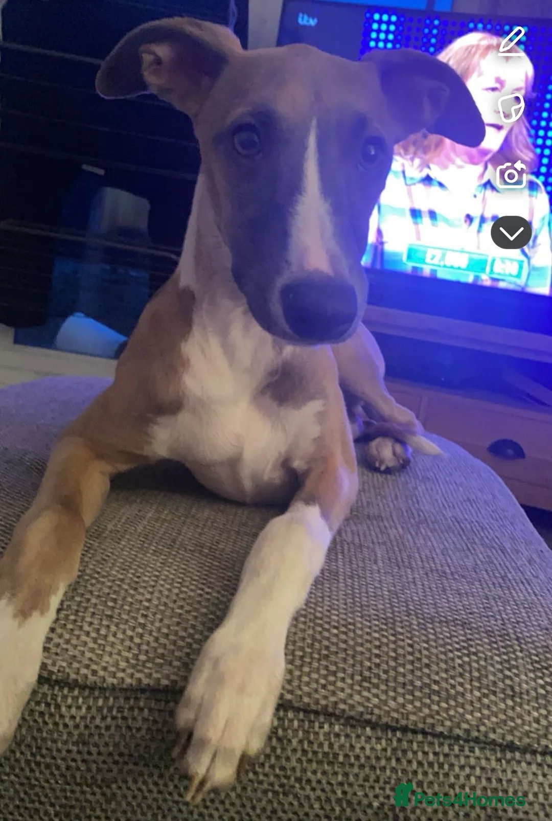 Whippet dogs for sale: 🌟 quality KC whippet pups 🌟 - Advert 33