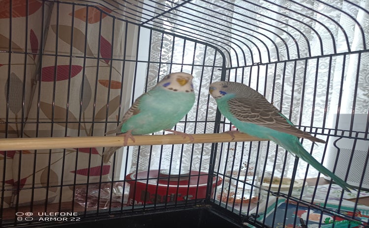 Budgerigars birds - Advert 1