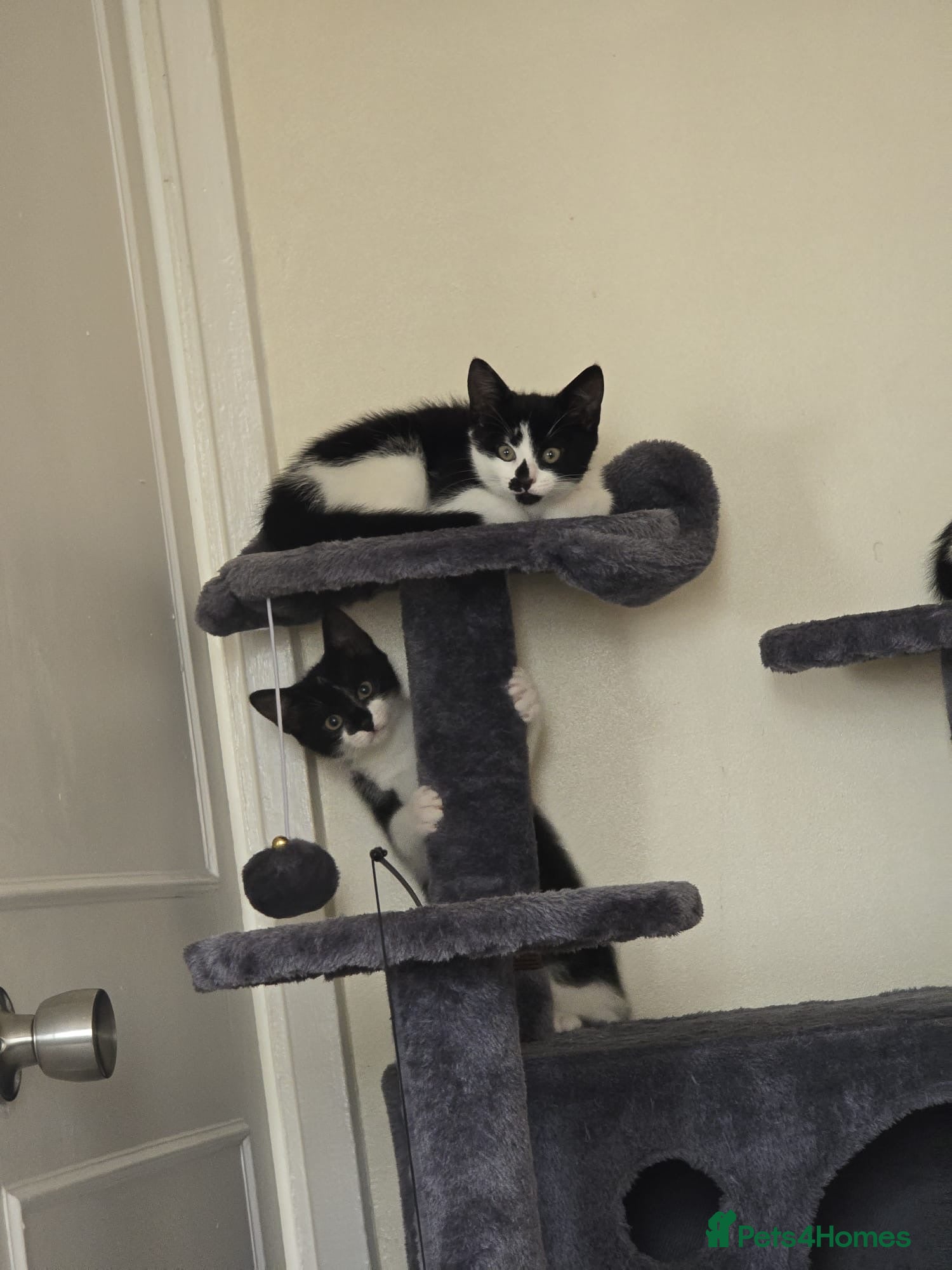 Mixed Breed cats 2 female kittens  - Advert 1