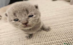 British Shorthair cats for sale: British Shorthair x Scottish Fold - Image 6