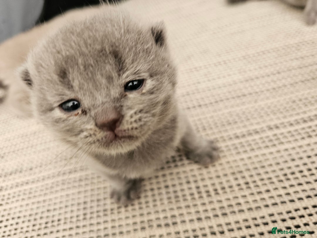 British Shorthair cats for sale: British Shorthair x Scottish Fold - Image 6