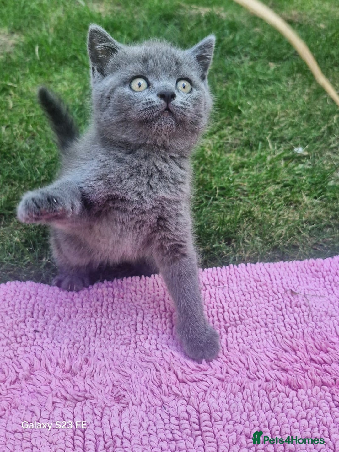 British Shorthair cats for sale: 5 British Shorthair kittens for sale - Image 7