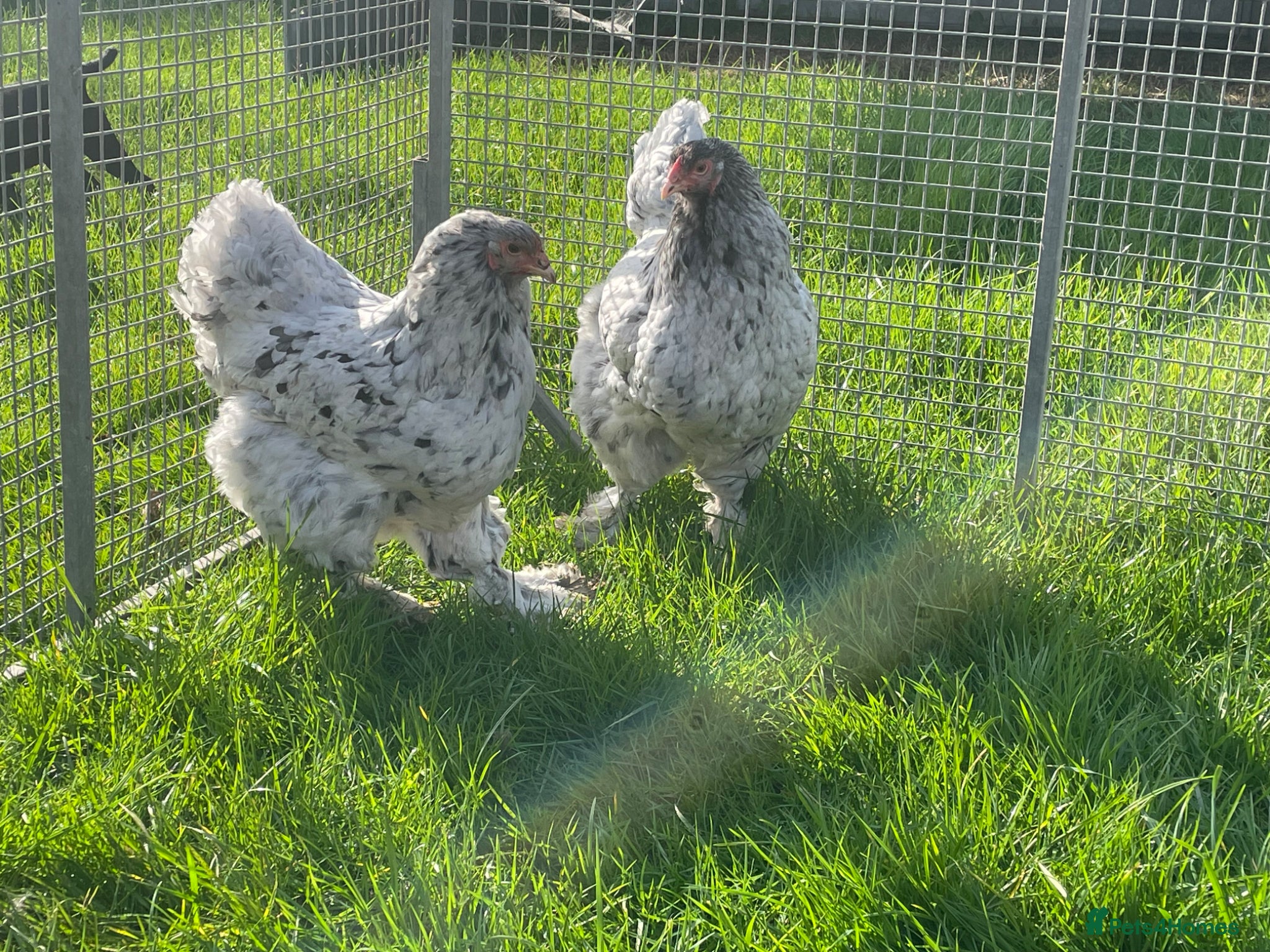 Chickens poultry Brahma - Advert 2