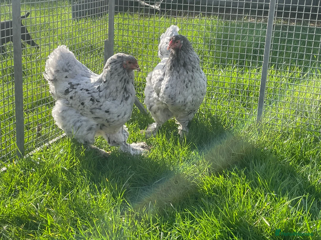 Chickens poultry for sale: Brahma - Advert 2