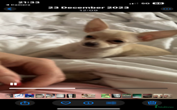 Chihuahua dogs for sale: Adorable champagne coloured chihuahua - Image 4