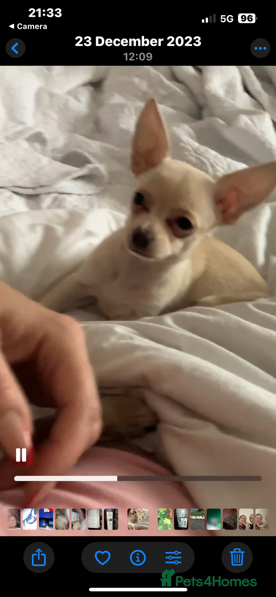 Chihuahua dogs for sale: Adorable champagne coloured chihuahua - Image 4
