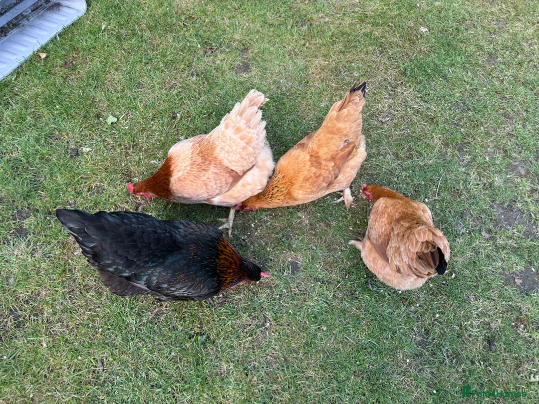 Chickens poultry for sale: Lovely laying hens, 10 months old - Advert 1