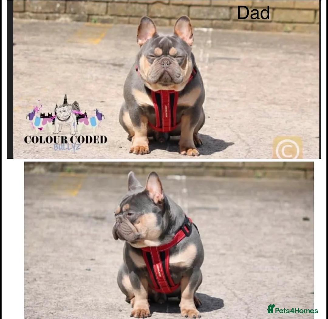 French Bulldog dogs for sale: French bulldog puppies - Advert 5