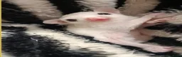 Sugar Glider rodents for sale: 💕Beautiful Leucistic Sugar Glider Baby Girl 💖 - Advert 4