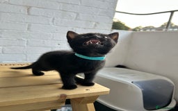 British Longhair cats for sale: Ready to home🤍 3 Black Tabby & 2 Multicoloured - Image 13