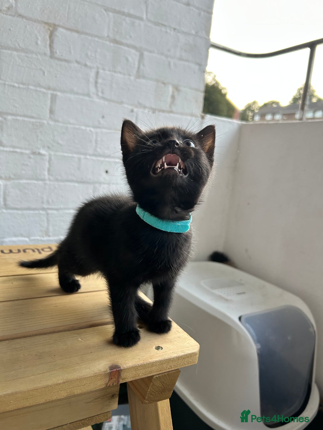 British Longhair cats for sale: Ready to home🤍 3 Black Tabby & 2 Multicoloured - Image 13