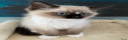 Ragdoll cats for sale: TICA registered Ragdoll Kittens Available  - Advert 4