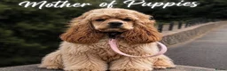 Cockapoo dogs for sale: American Cockapoo girl F1, 6 months old - Advert 4
