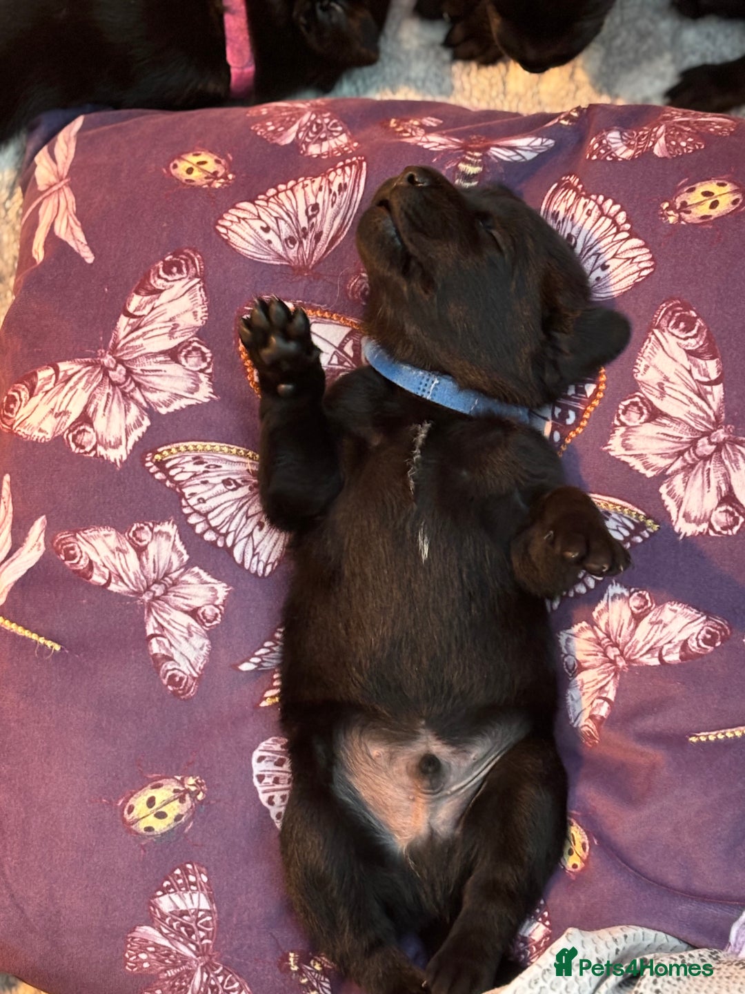 Labrador Retriever dogs for sale: 9 beautiful KC registered pedigree black lab pups - Image 11