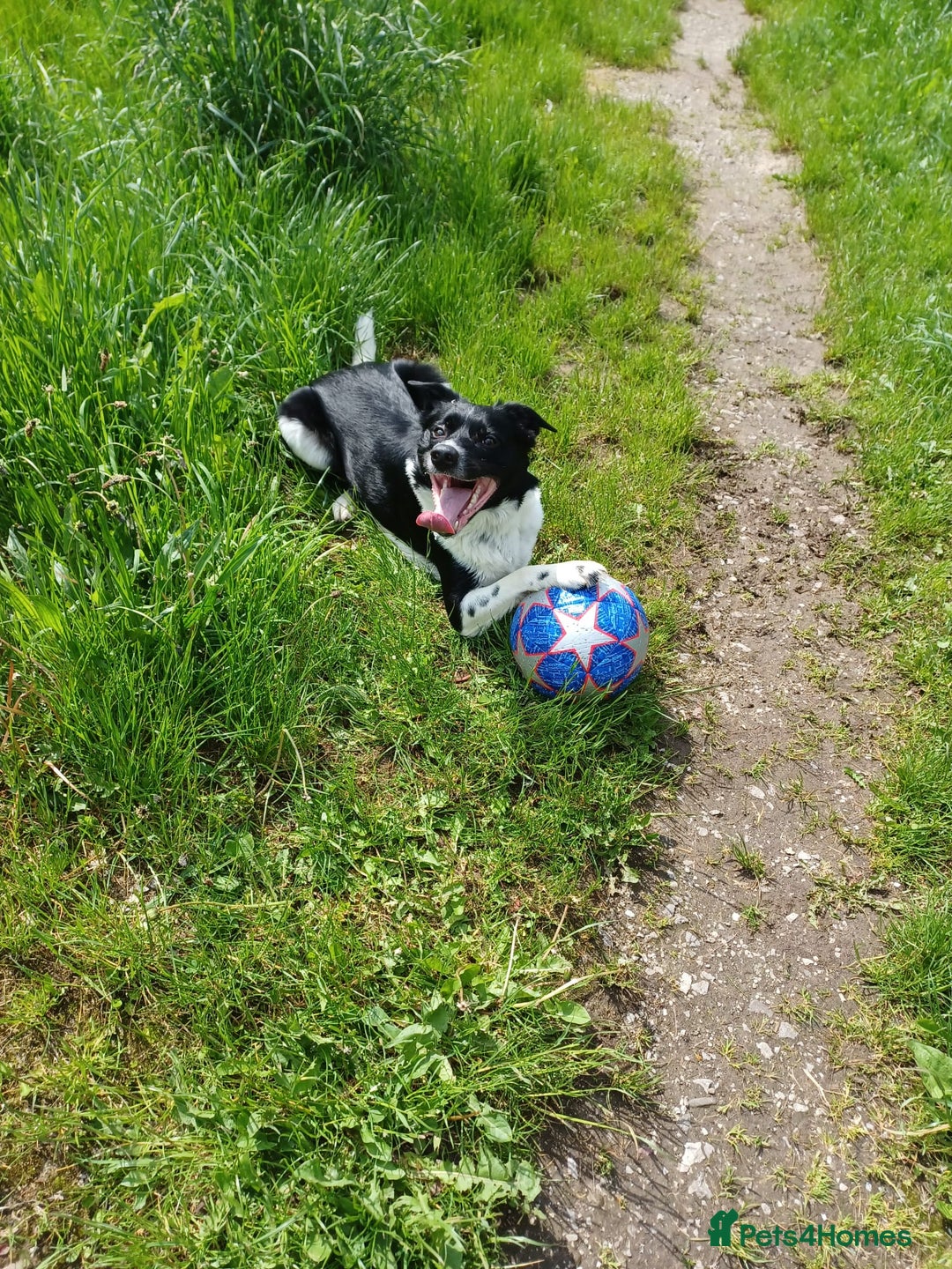 Border Collie dogs for sale: Border collie needs loving home - Advert 7